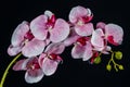 Pink white orchid flower on black background close up Royalty Free Stock Photo