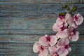 Pink white orchid flower on blue wooden background Royalty Free Stock Photo