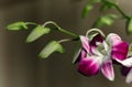 Branch Purple with white orchid flowers close-up on dark blurred background Royalty Free Stock Photo