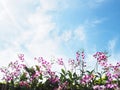 Pink and white orchid over clear blue sky Royalty Free Stock Photo