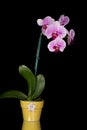 Pink & White Orchids On Black Background Royalty Free Stock Photo
