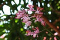 Pink and white Orchids on nature blured background. Royalty Free Stock Photo