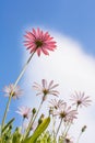 Pink and white osteospermum flowers