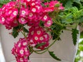 Pink and White Pansies in a White Hanging Basket