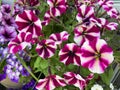Pink and White Pansy Flowers in Spring