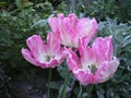 Pink with white parrots tulips Royalty Free Stock Photo