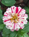 Pink and white patio dahlia flower.