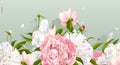 Pink and white peony background