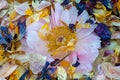 Pink white peony blossom on a bed of colorful aged petals macro