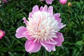 Pink and white peony flower on a background of green leaves Royalty Free Stock Photo