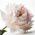 pink and white peony flower Royalty Free Stock Photo