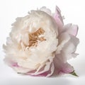 pink and white peony flower Royalty Free Stock Photo