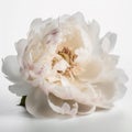 pink and white peony flower Royalty Free Stock Photo