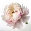 pink and white peony flower Royalty Free Stock Photo