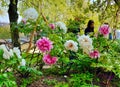 peony flowers in bloom during the month of April in Jardin des Plantes in Paris