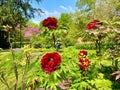 peony flowers in bloom during the month of April in Jardin des Plantes in Paris