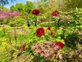 peony flowers in bloom during the month of April in Jardin des Plantes in Paris