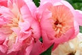 Pink and white peony flowers