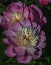 Pink and white petals of an open gorgeous flower of decorative garden peony in landscape design