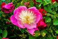 Pink White Petals Peony Paeonia Perrenial Red Roses Royalty Free Stock Photo