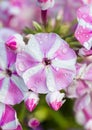 Pink and white petunaia flower