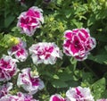 Pink and white petunia flowers