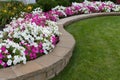 Pink and White Petunias