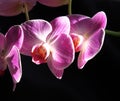 Pink And White Phaelenopsis