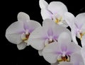 Pink And White Phaelenopsis Royalty Free Stock Photo