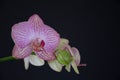 Pink and White Phalaenopsis Orchid Blossoms Against Black Royalty Free Stock Photo