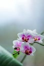 Pink and white Phalaenopsis or Orchid flower. Floral background.Selective focus.copy space Royalty Free Stock Photo