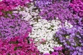 Pink and white phlox Royalty Free Stock Photo