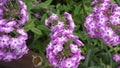 Pink and white Phlox flowers, beautiful and delicate. Royalty Free Stock Photo