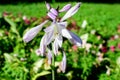 Pink and white plantain lilies or hosta plant and green leaves in a British cottage style garden in a sunny summer day, beautiful Royalty Free Stock Photo