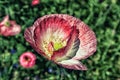 Pink with white poppy on a background of green vegetation