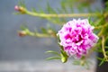 Pink and white Portulaca flower