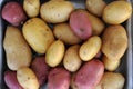 Pink and white potatoes of local varieties grown on an ecological farm