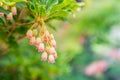 Pink and white princeton red bells