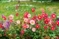 Pink, white and purple chrysanthemums close-up in green grass. Royalty Free Stock Photo