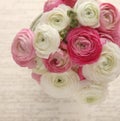 Pink and white ranunculus with script