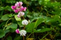 Pink white and red bean flower and the pure vegetable food