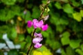 Pink white and red bean flower and the pure vegetable