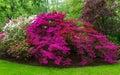 Pink, white and red blooming bushes of Azalea japonica, Rhododendron as nature background in spring garden, park