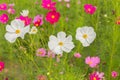 Pink white and red cosmos flowers garden,Blurry to soft focus an Royalty Free Stock Photo