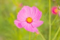 Pink white and red cosmos flowers garden, Blurry to soft focus an Royalty Free Stock Photo