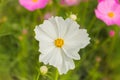 Pink white and red cosmos flowers garden,Blurry to soft focus an Royalty Free Stock Photo