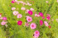 Pink white and red cosmos flowers garden,Blurry to soft focus an Royalty Free Stock Photo