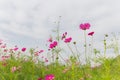 Pink white and red cosmos flowers garden,Blurry to soft focus an Royalty Free Stock Photo