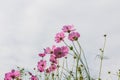 Pink white and red cosmos flowers garden,Blurry to soft focus an Royalty Free Stock Photo