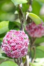 Pink, White and Red flowers of Hoya carnosa or porcelain flower Royalty Free Stock Photo